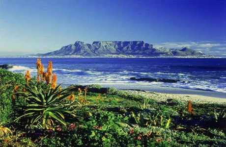 La flora autóctona de Ciudad del Cabo