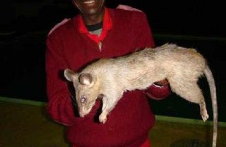 Alerta en Sudáfrica por la aparición de una rata gigante