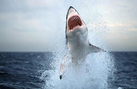 Un tiburón blanco saltó a una embarcación en la costa de Sudáfrica