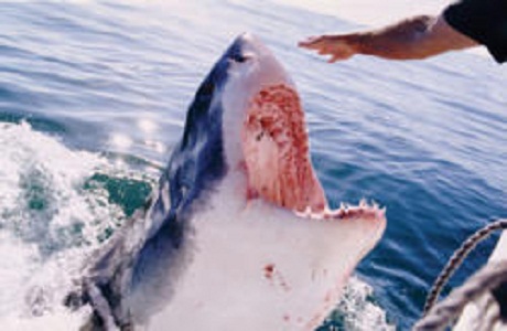 Buceo con tiburones blancos en Mossel Bay
