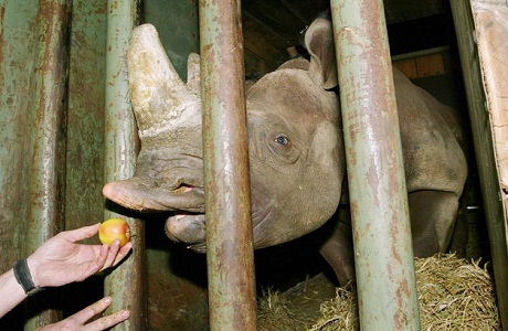 Huelga en el Parque Kruger no afectará a los rinocerontes