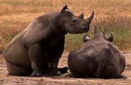 Caza furtiva en Sudáfrica amenaza con extinguir los rinocerontes