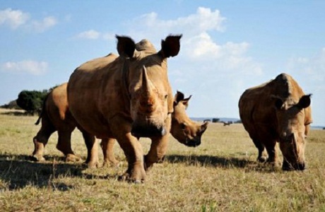 Aumenta la matanza de rinocerontes en Sudáfrica