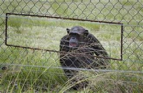 Chimpancés agresivos en reserva de Sudáfrica