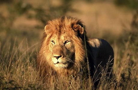 Los leones sudafricanos peligran por la caza furtiva