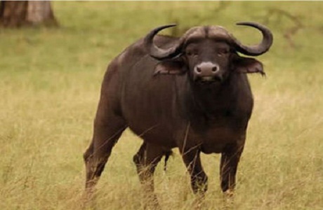 Un búfalo se convirtió en el animal más caro del país