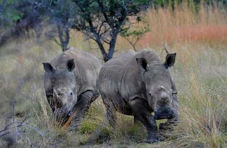Sudáfrica ofrece recompensas para detener cazadores furtivos