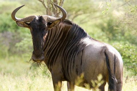 bufalo-sudafrica.jpg